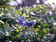 423956071 Ceanothus 2